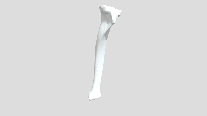 Alpaca - Left Tibia 3D Model