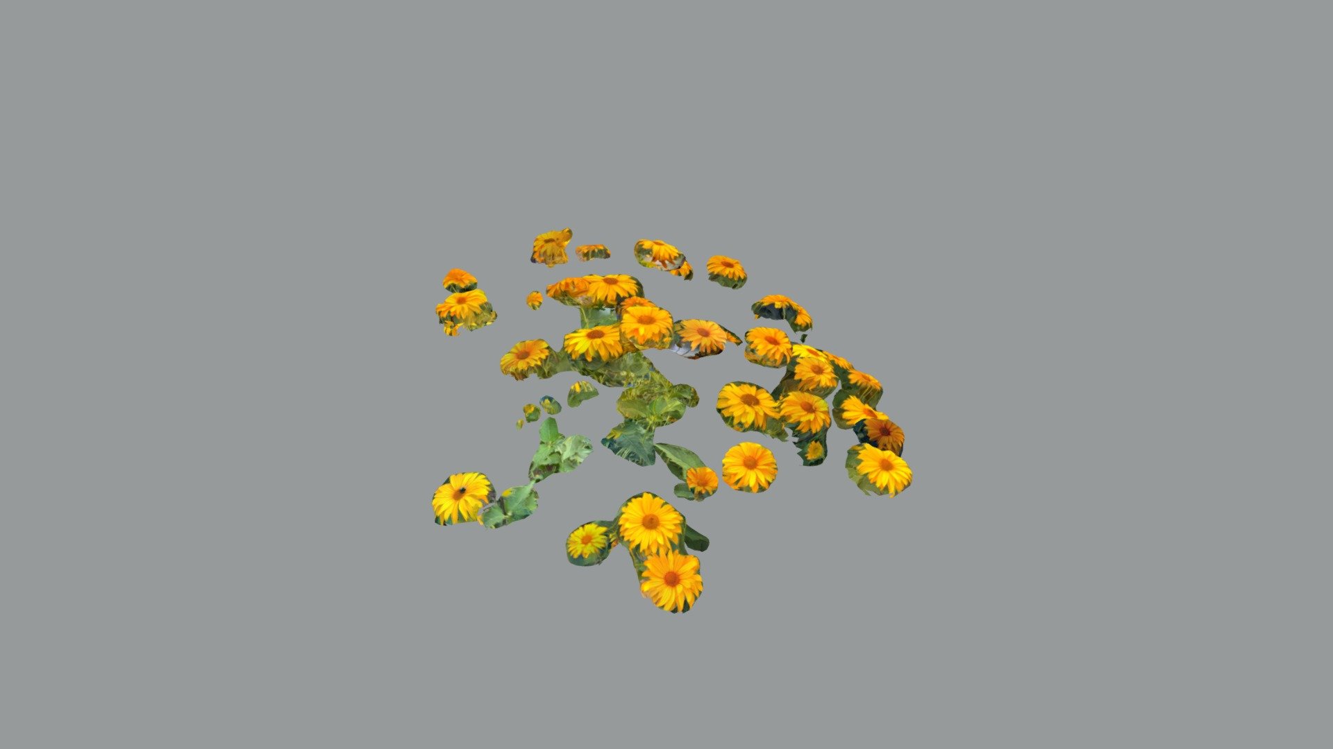 Flowers 6