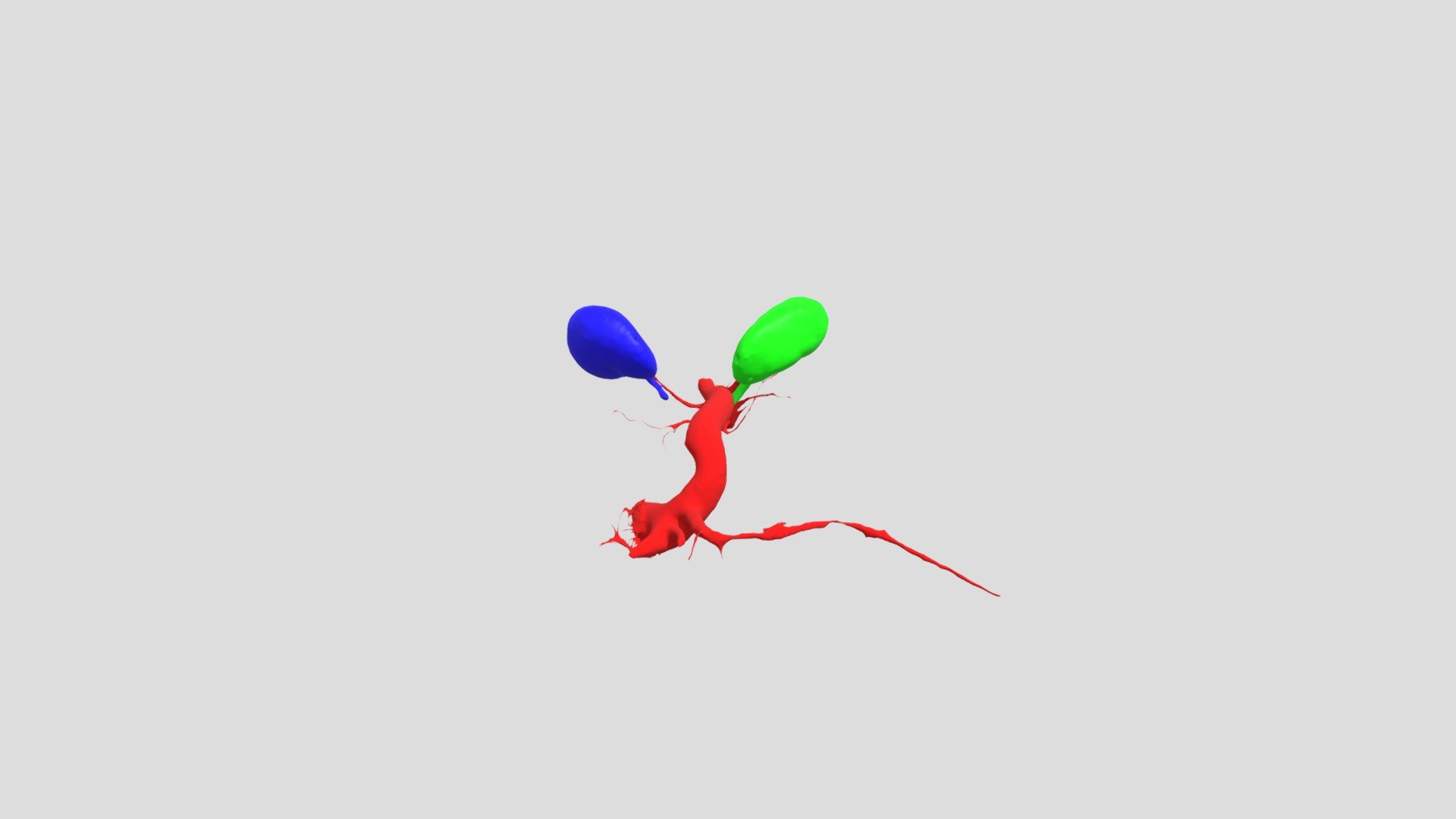 Kidney_aorta_model