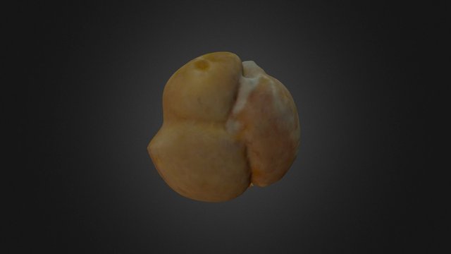 Parawocklumeria laevigata 3D Model