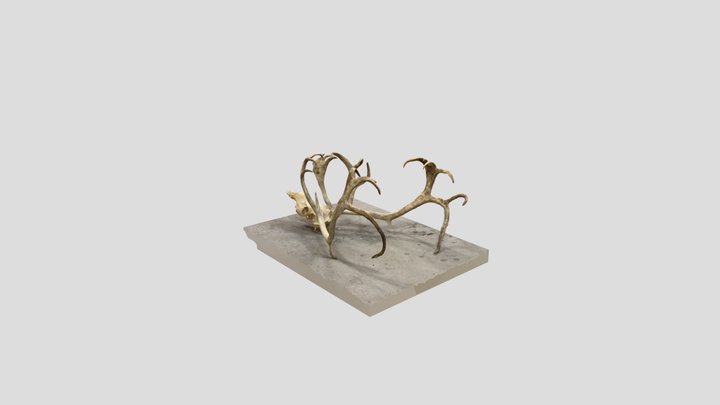 Antlers 3D Model
