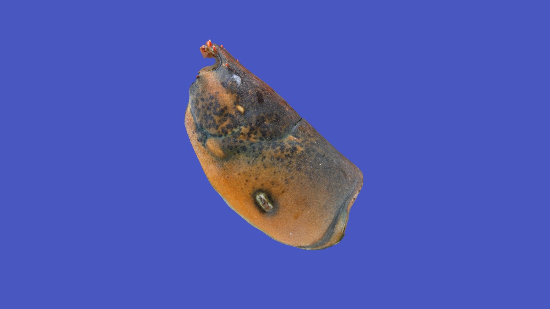 Am Lobster 256C ESD normal w. cigarette burn