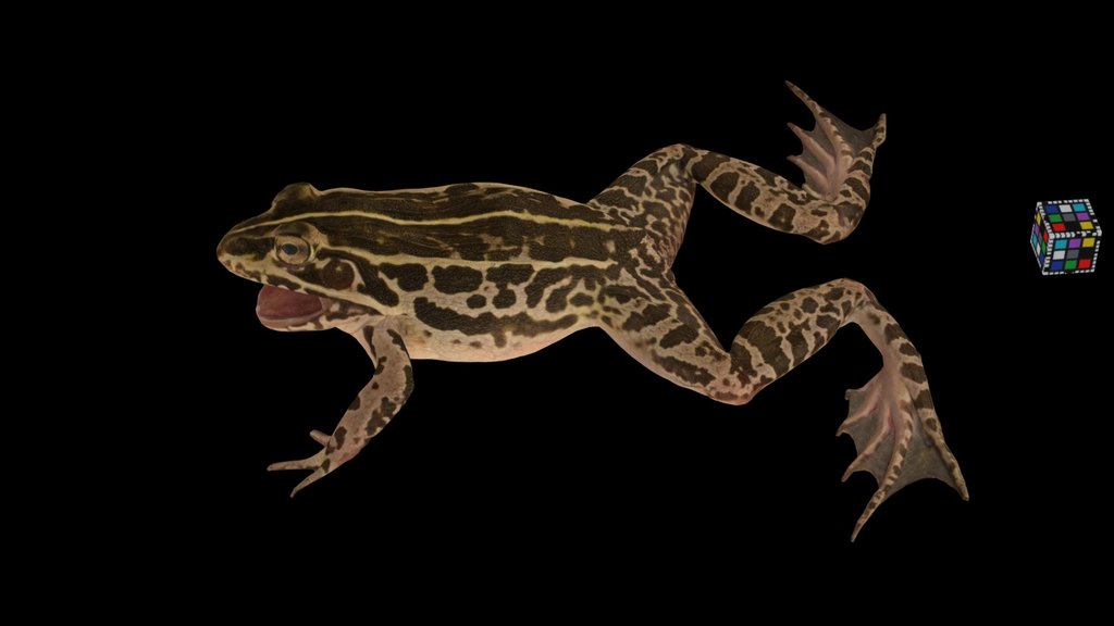 CC0 トノサマガエル 🐸 ♀ Black-spotted Pond Frog