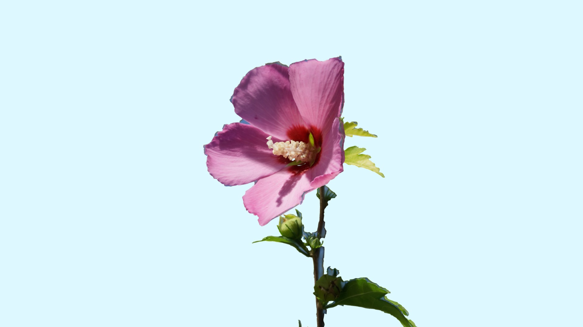3D model Hibiscus Syriacus – Korean Rose - This is a 3D model of the Hibiscus Syriacus - Korean Rose. The 3D model is about a close up of a flower.
