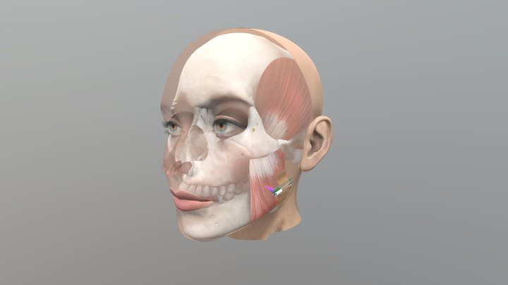 ORALABLE - CLENCHING DETECTION 3D Model