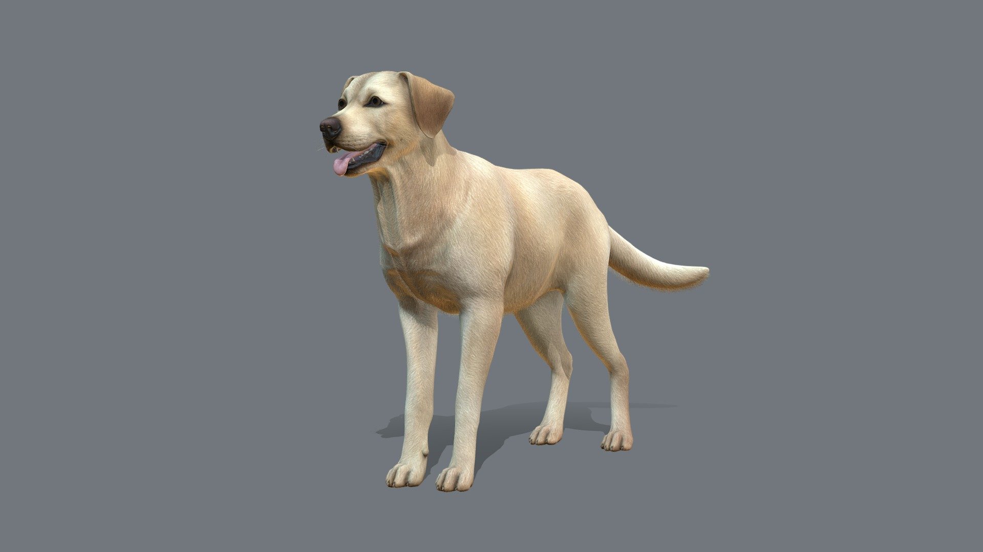 Dog - Labrador V3 - Buy Royalty Free 3D Model By RedDeer (@billl90 ...