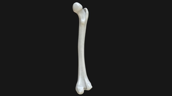 Anatomy - Human femur 3D Model