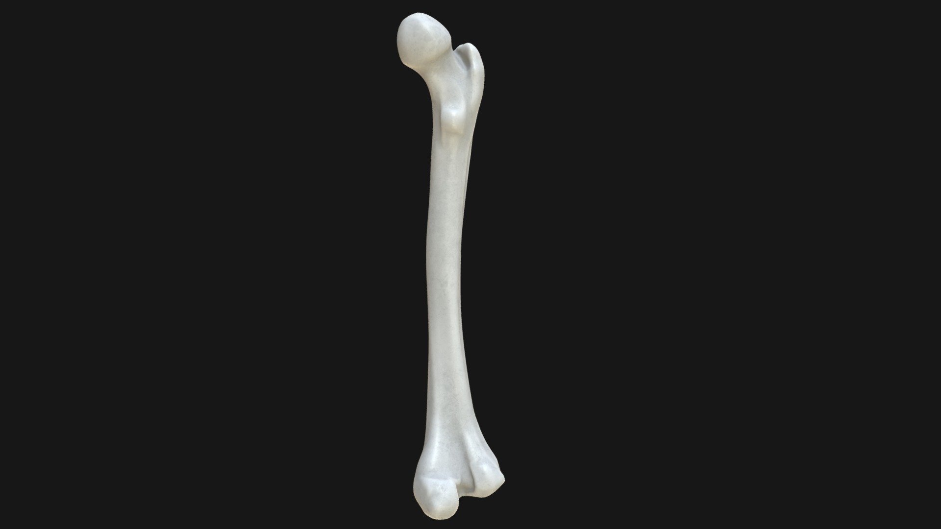 Anatomy - Human femur
