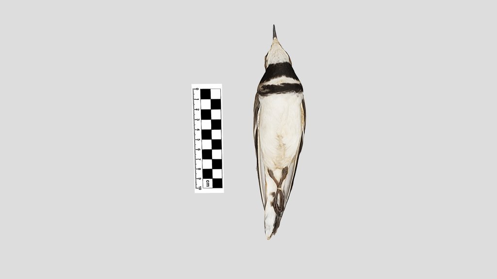 Charadriidae: Killdeer