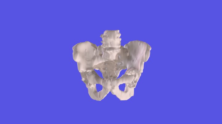 9475M Pelvis Model 3D Model