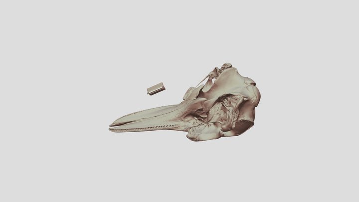 カマイルカ　頭骨 3D Model
