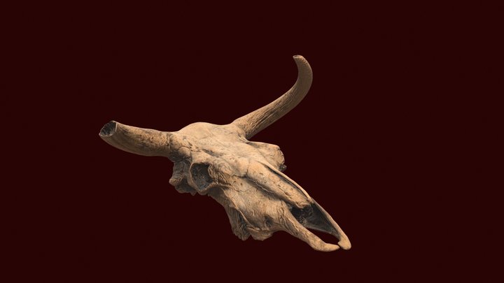 Auroch skull by Aga Malina (agaraspberry) 3D Model