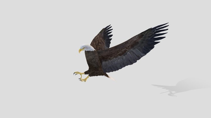 Realistic Animated Bald Eagle Low-poly 3D model 3D Model
