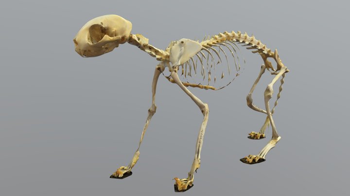 cat skeleton 3D Model