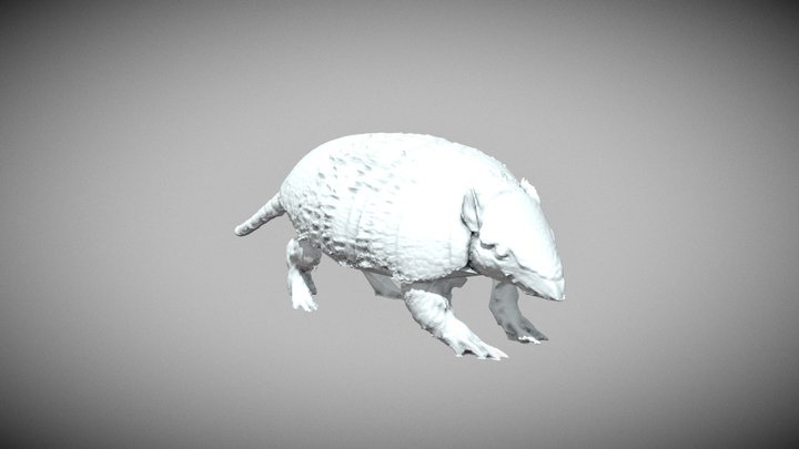Dasypus novemcinctus 3D Model