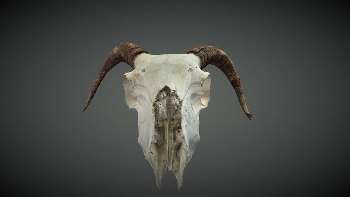 Skull 3D Model