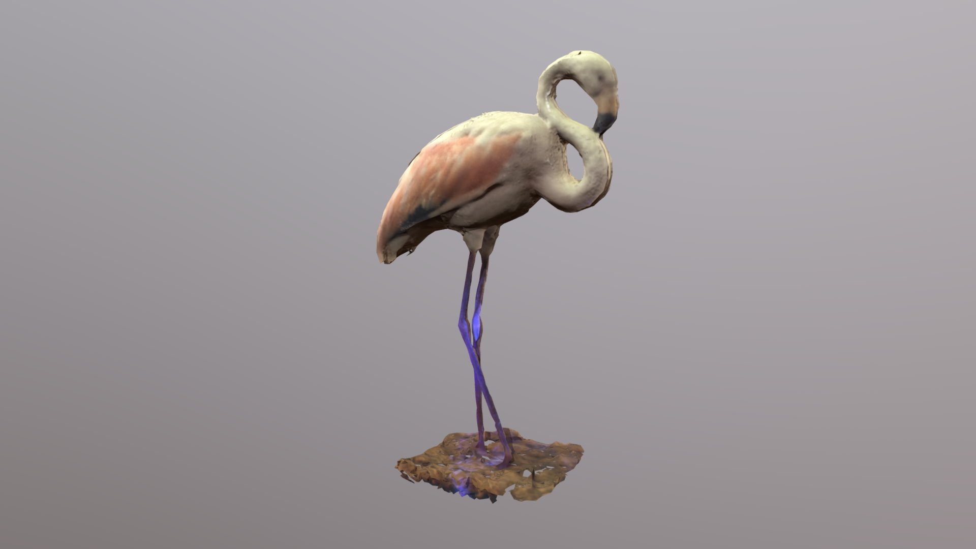 Flamingo 2