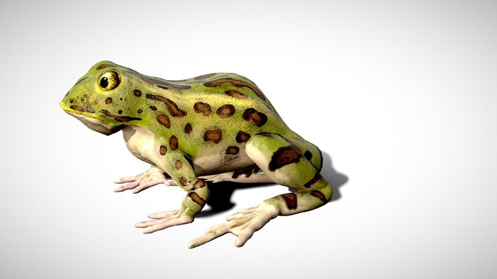 Leopard Frog - Game Ready – Modello 3D gratuito STL