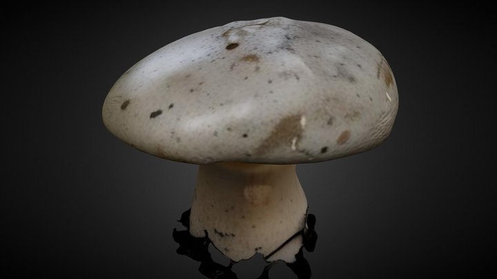 Honey Fungus - Mushroom by Zoe Kafeman 3D Model