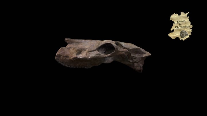 Horse - skull 3D Model