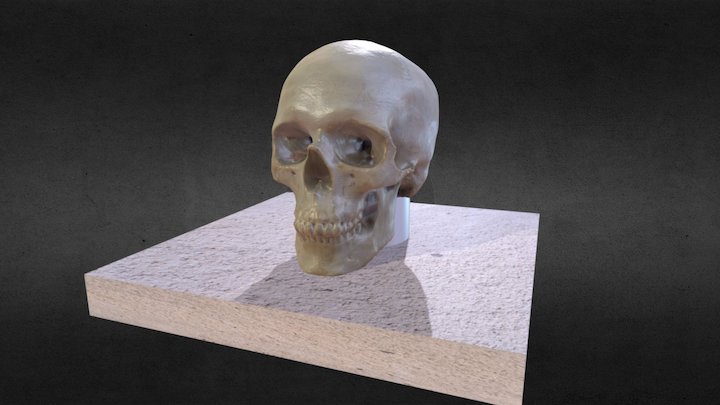 Cráneo para estudio 3D Model