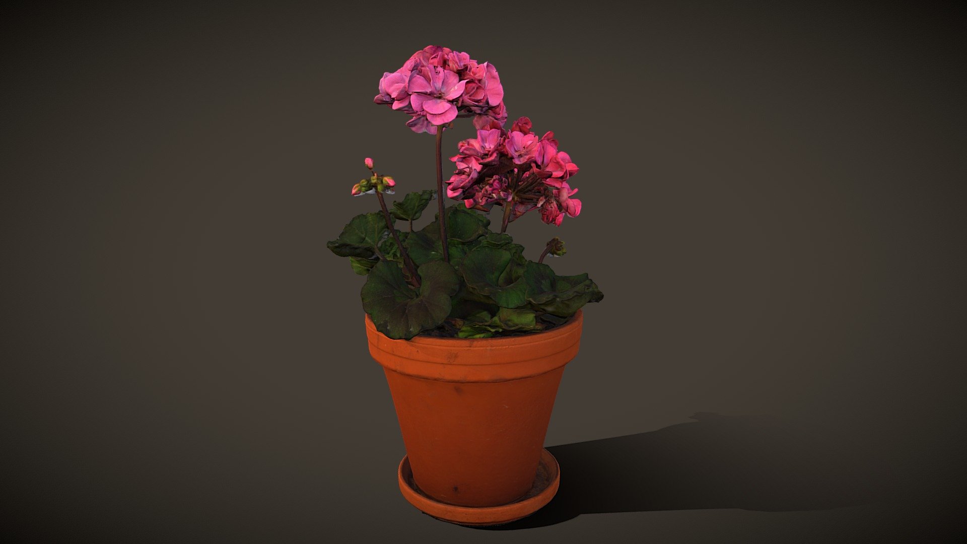 Pelargonium - Download Free 3D model by Lassi Kaukonen (@thesidekick ...