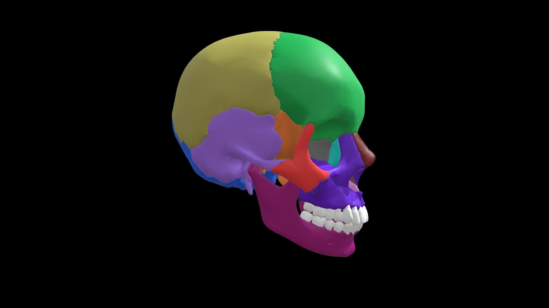 Bones of the Skull - Color - Download Free 3D model by Mary Orczykowski ...