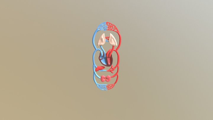 large circulation and small circulation 3D Model