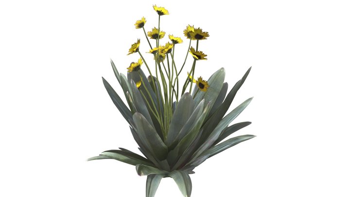 Frailejon Plant with Flowers #02 3D Model