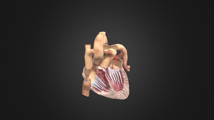 Heart Cross Section 3D Model