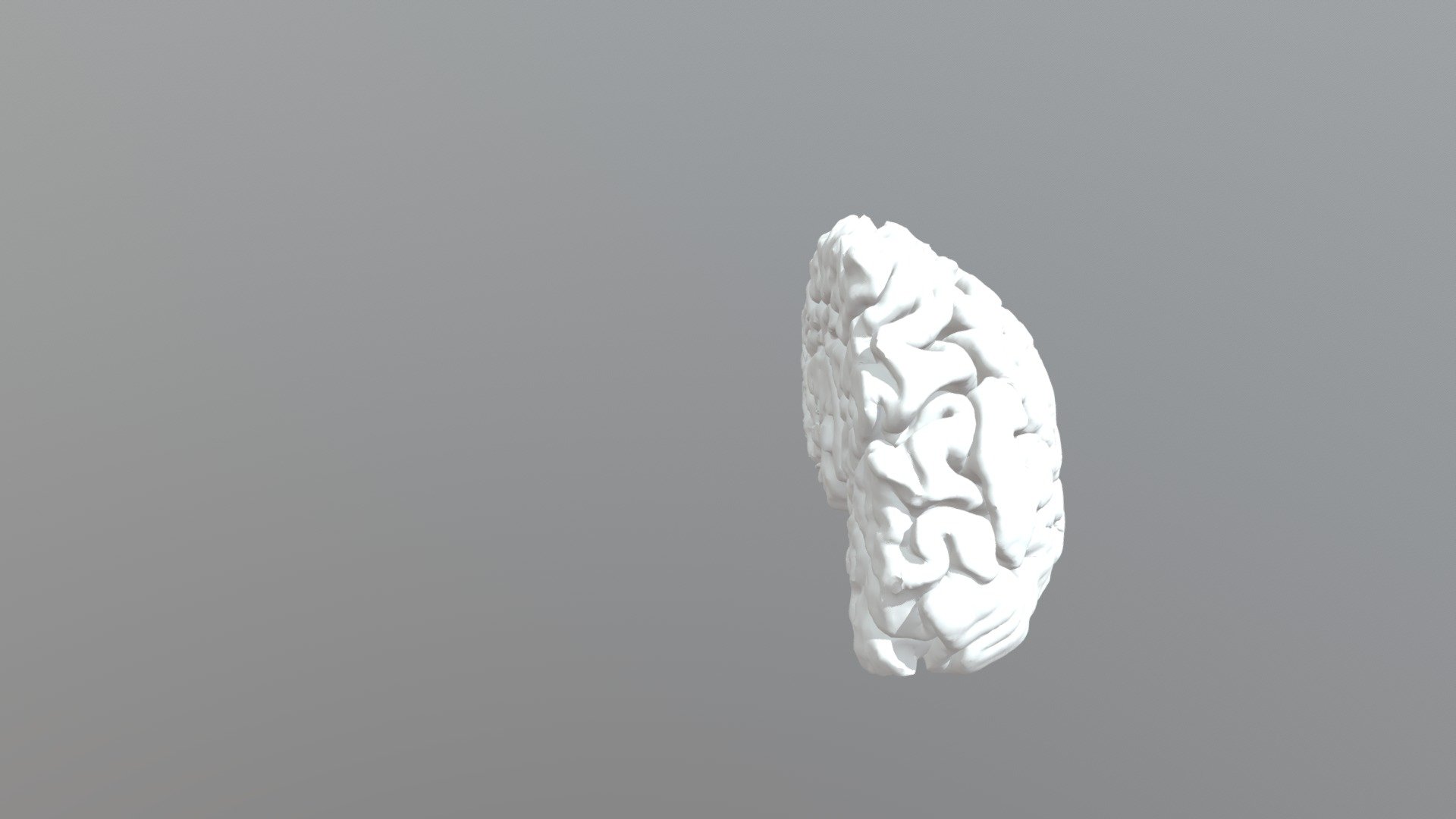 Human Brain (Right Half)