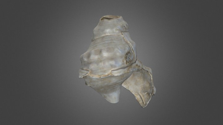 "Charonia Lampas"  - SS10/14 / Pozo 4 / UE 565 3D Model