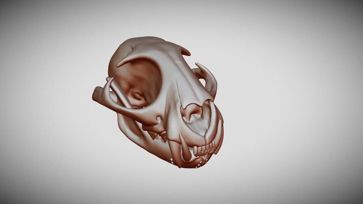 Lynx Canadensis Skull Sculpt 3D Model