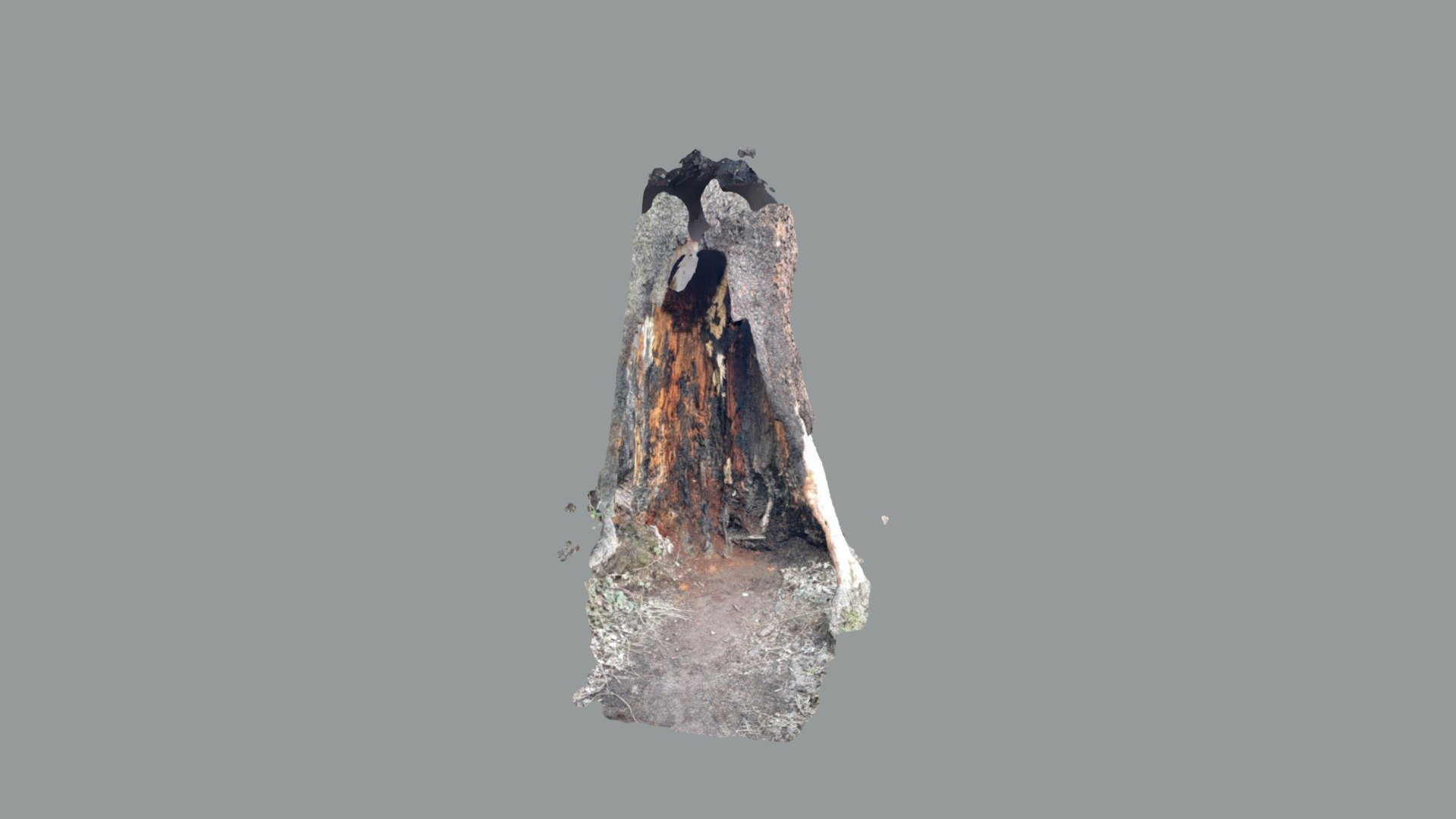 Burned out tree