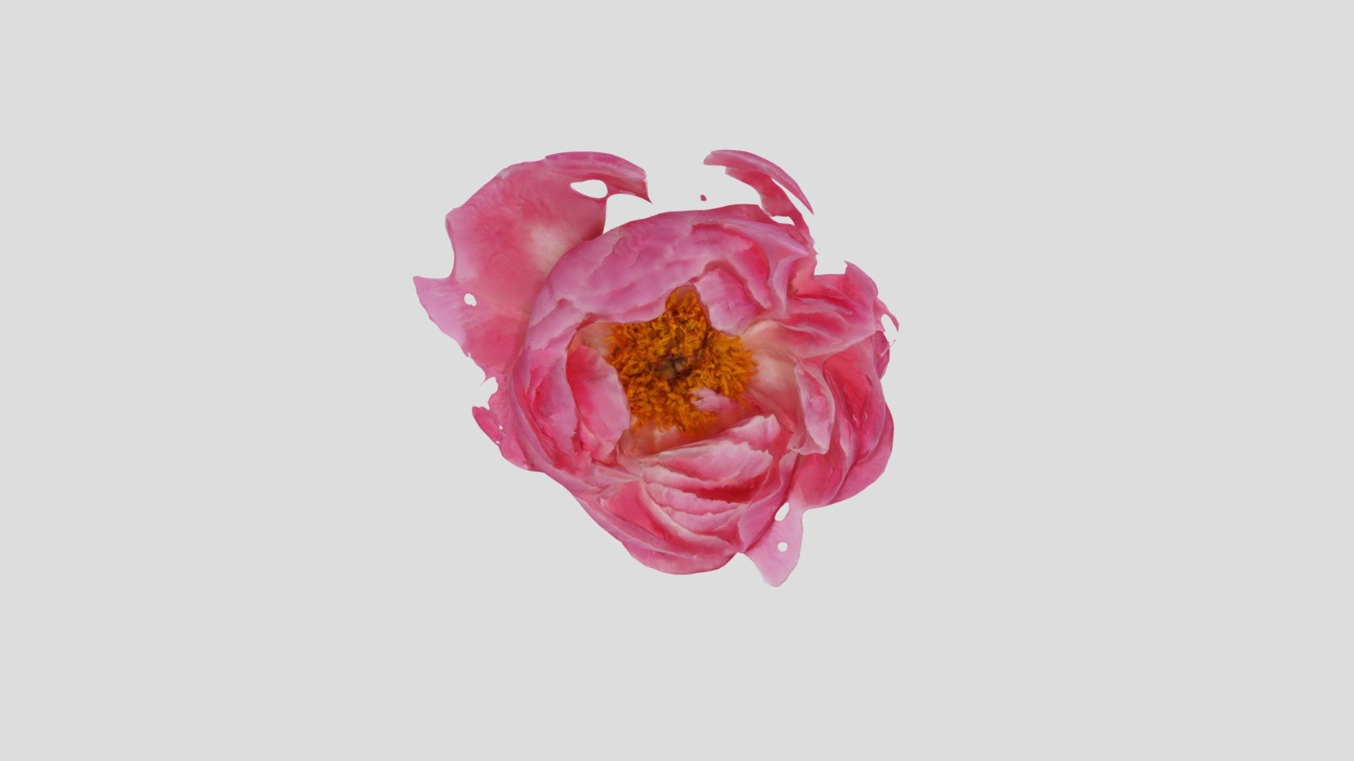 Peony Scan