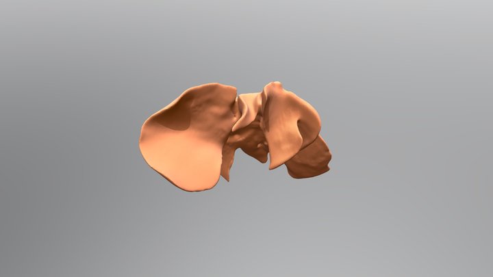 Cat, Liver 3D Model