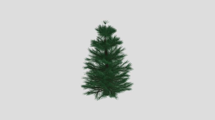 Pine Tree 3D Model