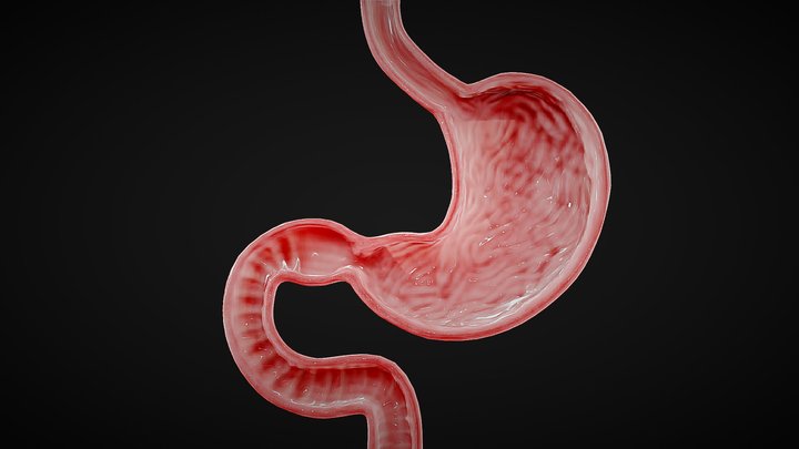 Stomach Cross Section Anatomy 3D Model