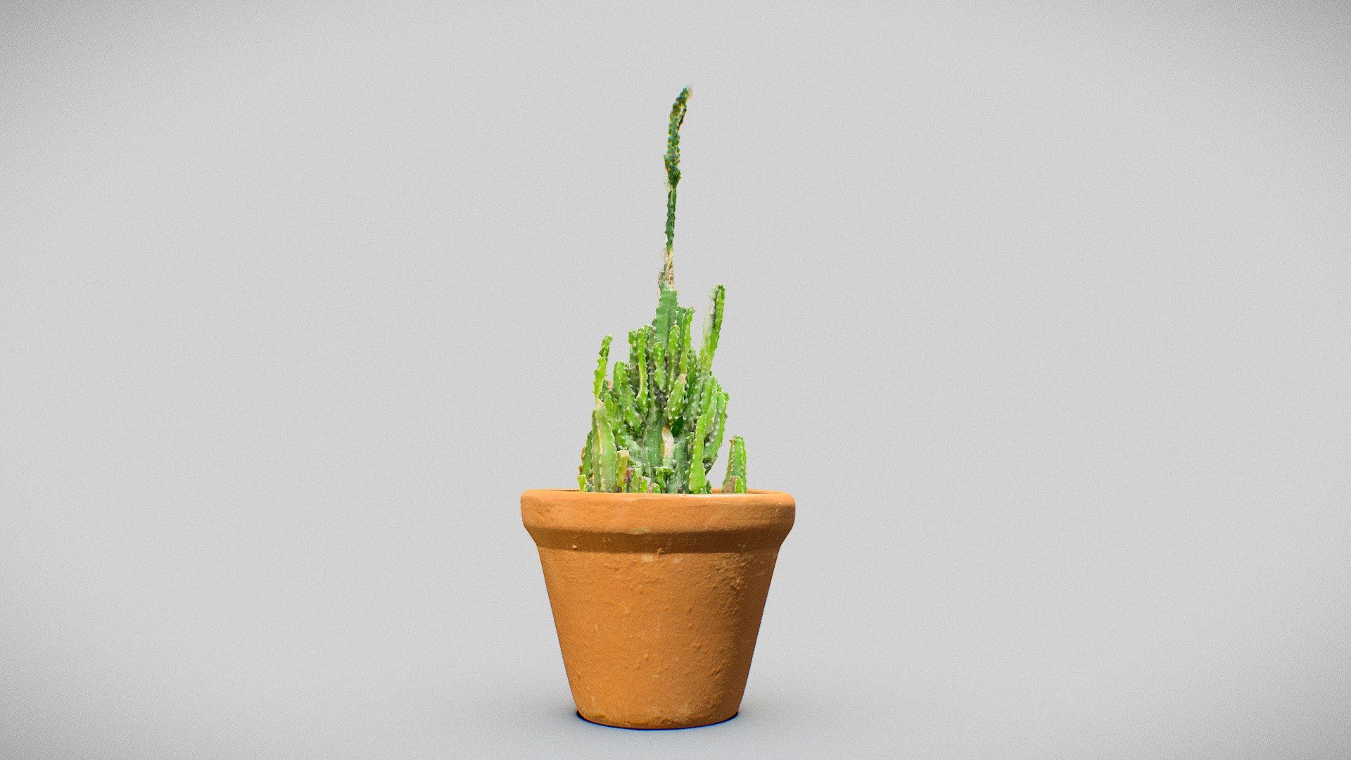 HousePlant. Cactus.