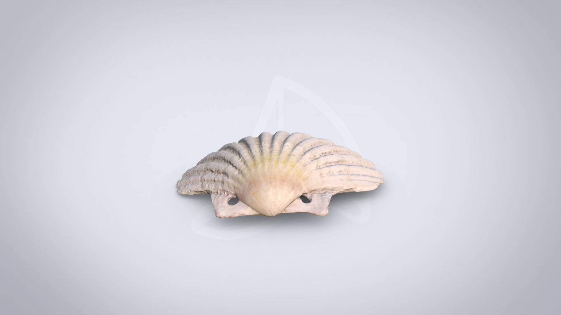 3D model Shell - This is a 3D model of the Shell. The 3D model is about a shell with a white background.