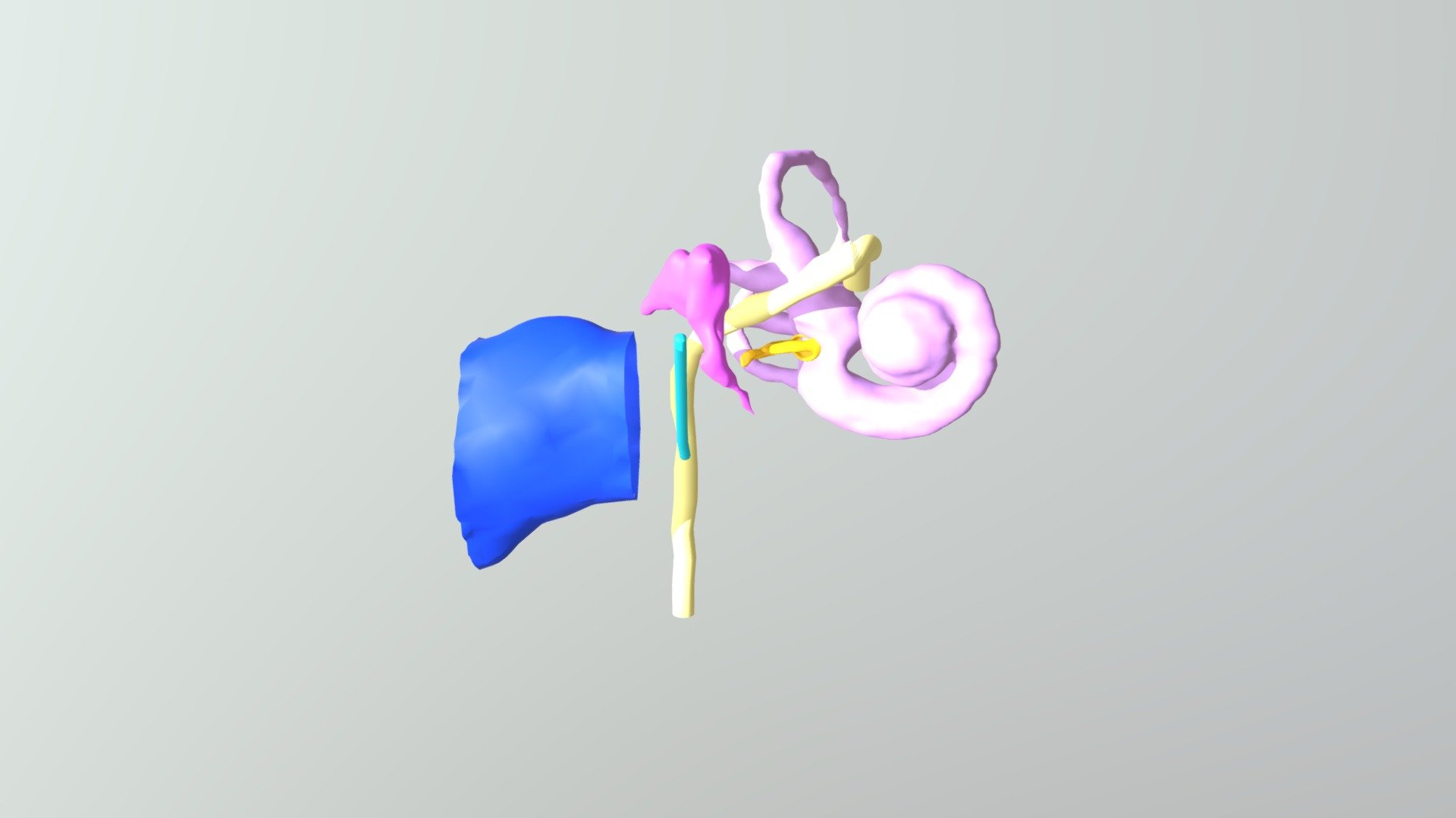 Ear 3D model original test 1.c4d - 3D model by catseyevisuals [71560ff ...