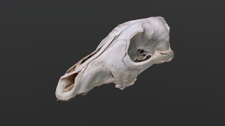 Coyote Skull - RealityScan Photogrammetry 3D Model