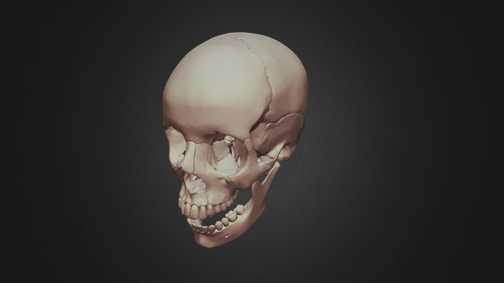Skull with jaw 3D Model