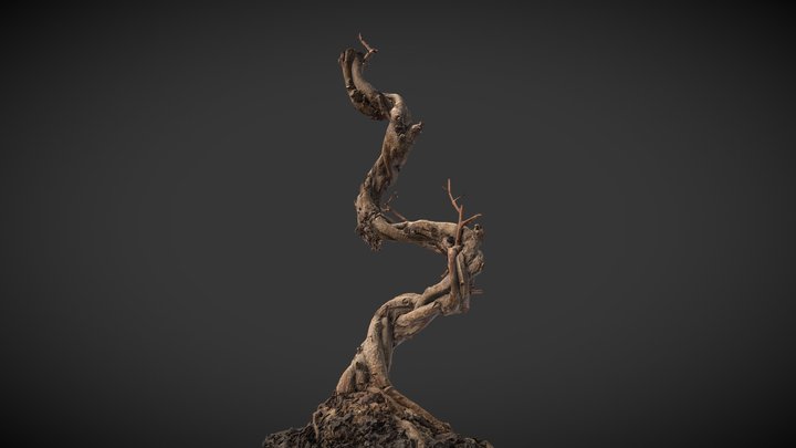 Bonsai 3D scan 3D Model