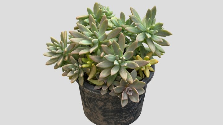 Succulent pot 3D Model