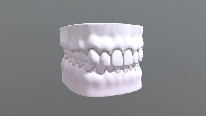 Human Teeth dental model 3D Model