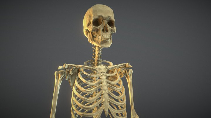 Low Poly Human Skeleton 3D Model