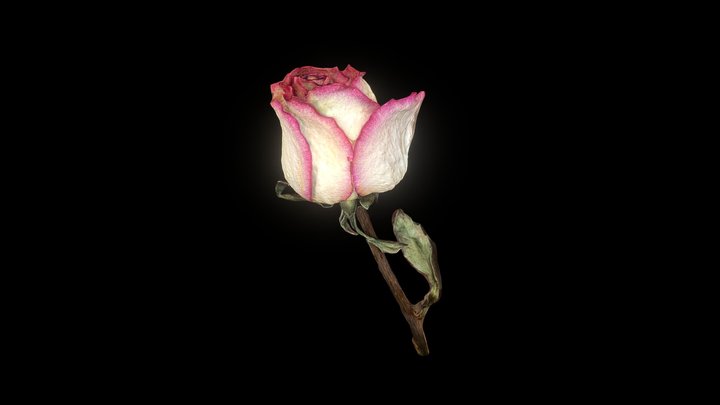 Dead Rose 3D Model