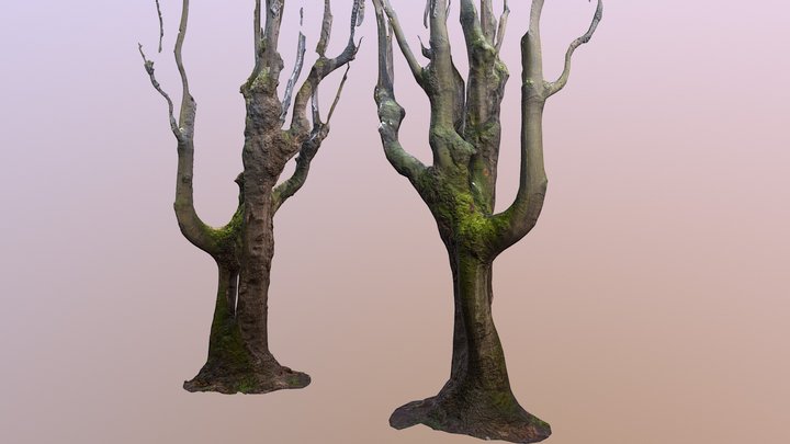 Tree with hole 3D Model