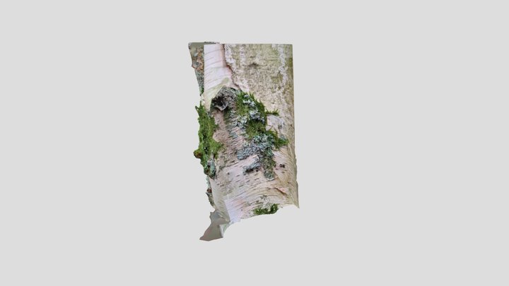 Silver Birch Lichen – Gratis 3D-model STL